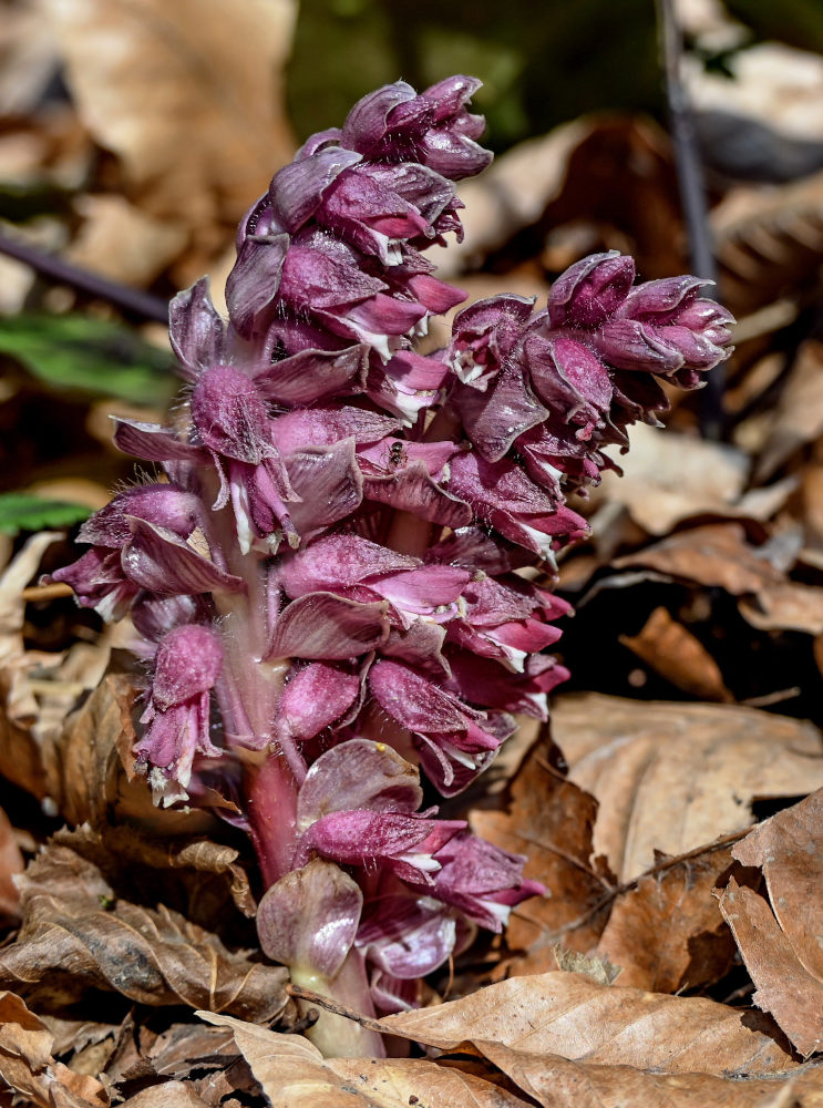 Image of Lathraea squamaria specimen.