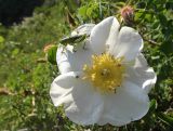 Rosa fedtschenkoana. Цветок с кормящимся кузнечиком. Казахстан. Туркестанская обл., Зап. Тянь-Шань, Сайрам-Угамский национальный природный парк; 1300 м н.у.м., крутой склон сопки с кустарником. 07.05.2025.