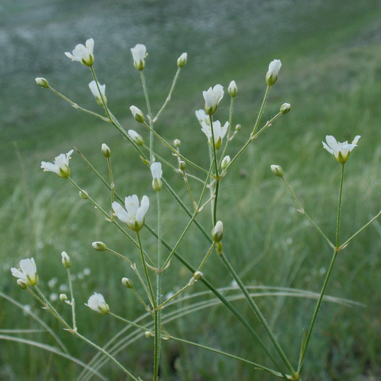 Image of Eremogone koriniana specimen.
