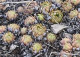 genus Sempervivum