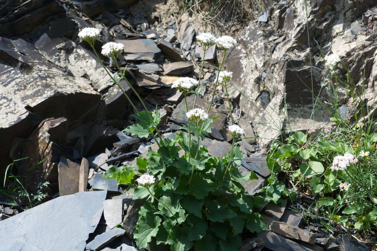 Image of Valeriana alliariifolia specimen.
