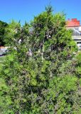 Thuja occidentalis. Крона взрослого растения. Калининградская обл., Гвардейский р-н, г. Гвардейск, в культуре. 02.07.2025.