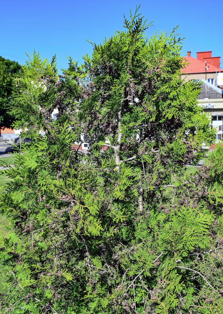 Изображение особи Thuja occidentalis.