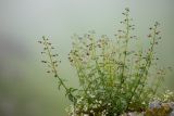 род Scrophularia