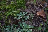 Antennaria dioica