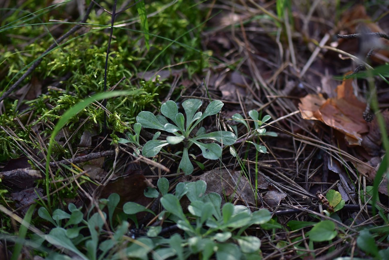 Image of Antennaria dioica specimen.