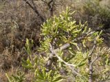 Salsola arbusculiformis. Ветви. Казахстан, Кызылординская обл., хр. Каратау, р. Коспа. 18 июля 2010 г.