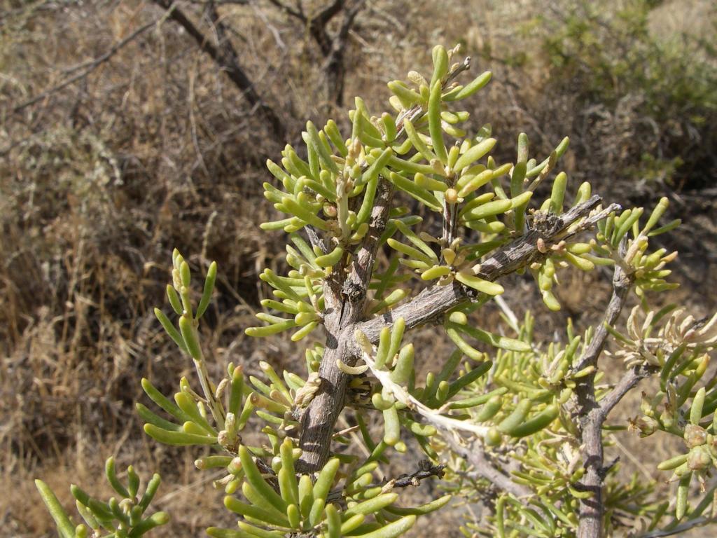 Image of Salsola arbusculiformis specimen.