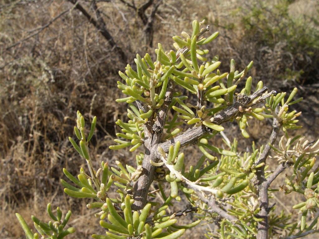 Изображение особи Salsola arbusculiformis.