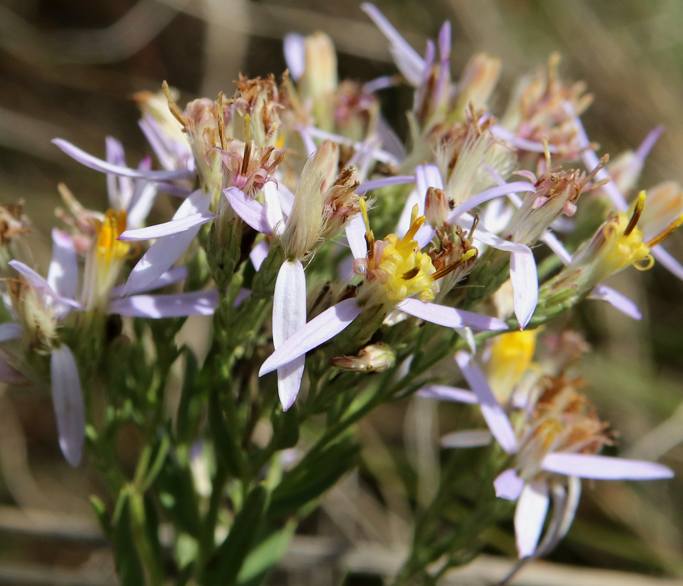 Изображение особи Galatella dracunculoides.