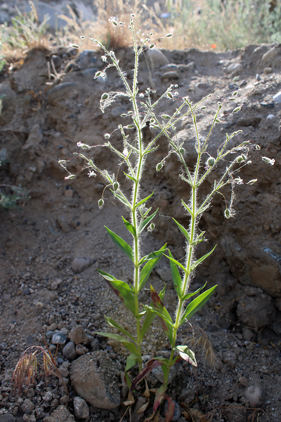 Изображение особи Pseudosaponaria pilosa.
