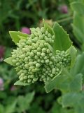 Hylotelephium pallescens. Соцветия с бутонами. Хабаровский край, г. Комсомольск-на-Амуре, зарастающий пустырь. 20.07.2025.