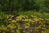 Rhododendron luteum