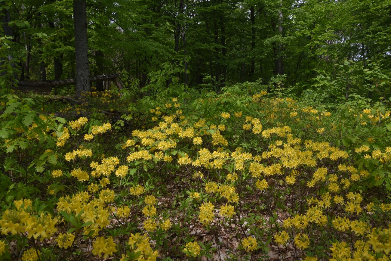 Изображение особи Rhododendron luteum.