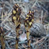 Hypopitys monotropa. Соплодия. Татарстан, Агрызский р-н, окр. с. Красный Бор, старые посадки соснового леса. 11.08.2025.