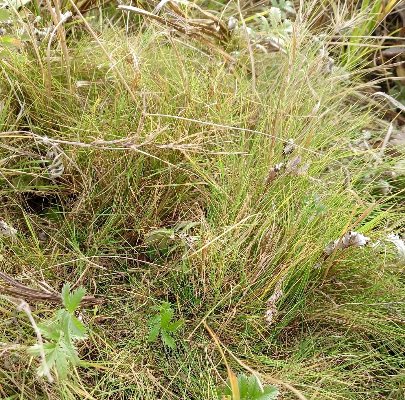Image of Unknown species specimen.