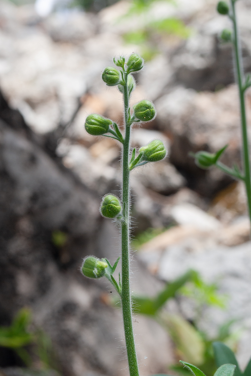 Изображение особи Staphisagria macrosperma.