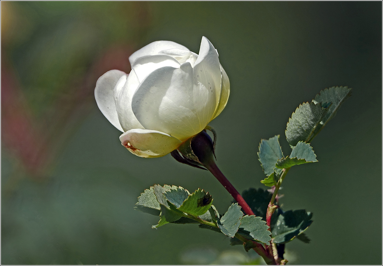 Изображение особи Rosa spinosissima.