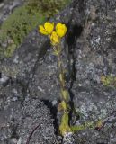 Saxifraga flagellaris