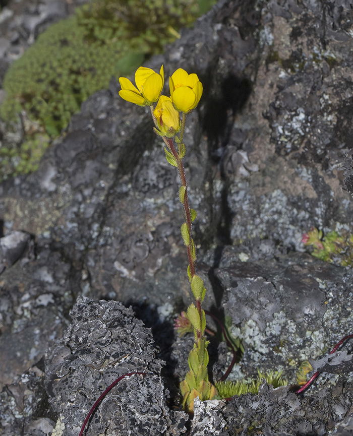 Image of Saxifraga flagellaris specimen.