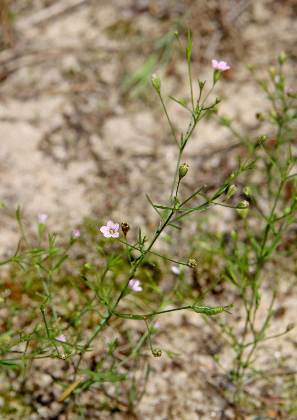 Изображение особи Psammophiliella muralis.