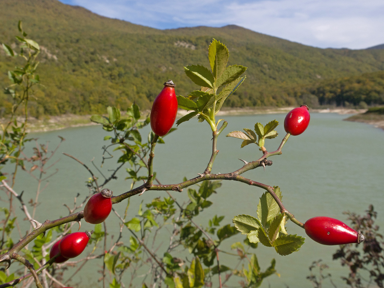 Image of Rosa canina specimen.