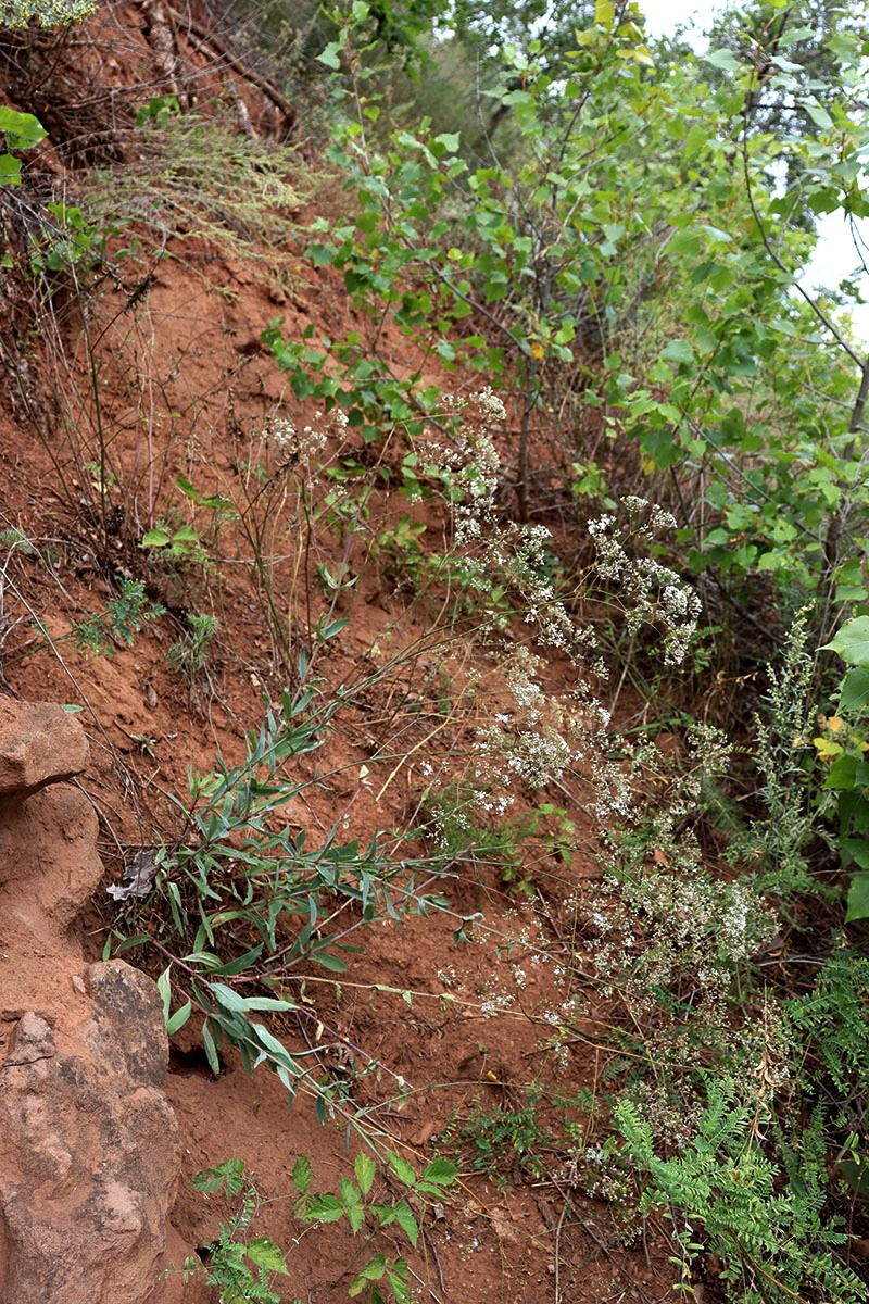 Image of Gypsophila altissima specimen.