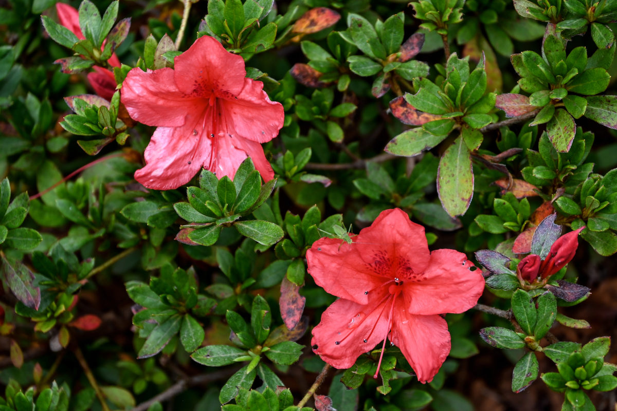 Изображение особи Rhododendron simsii.