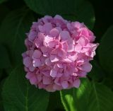 Hydrangea macrophylla