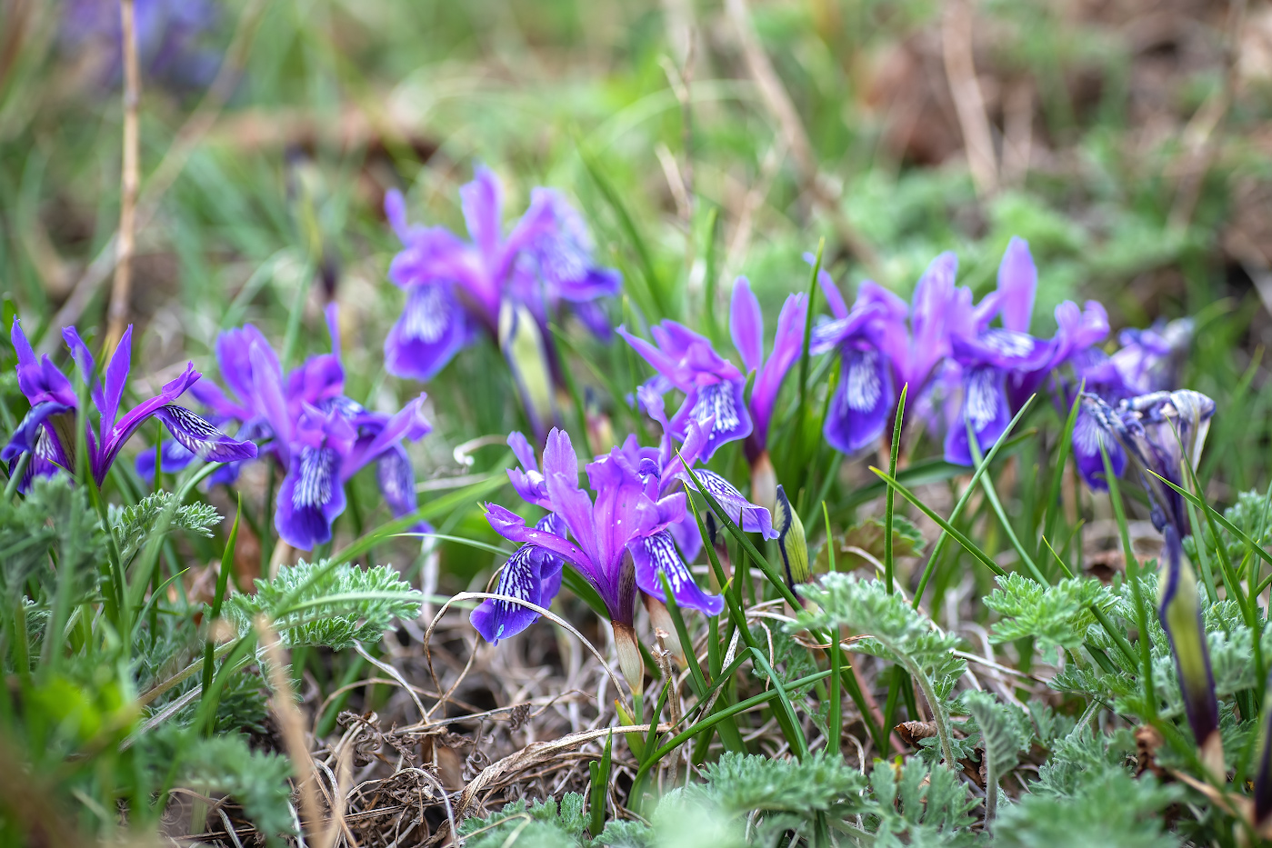 Image of Iris uniflora specimen.