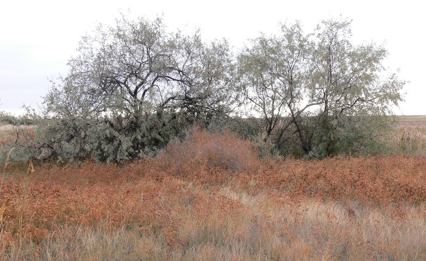 Image of Poacynum kazakevichchii specimen.