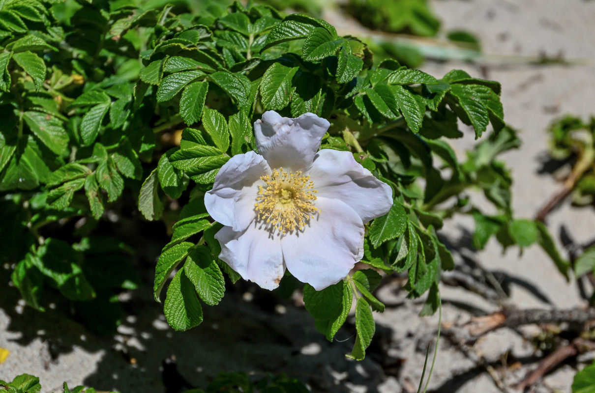 Изображение особи Rosa rugosa.