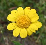 Glebionis segetum. Соцветие. Калининградская обл., г. Светлогорск, поле. 27.07.2025.