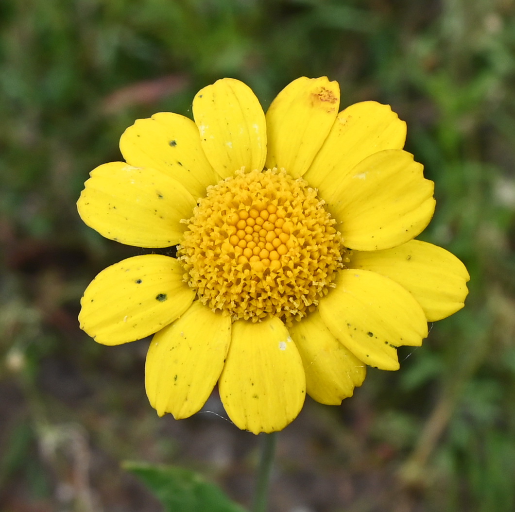 Image of Glebionis segetum specimen.