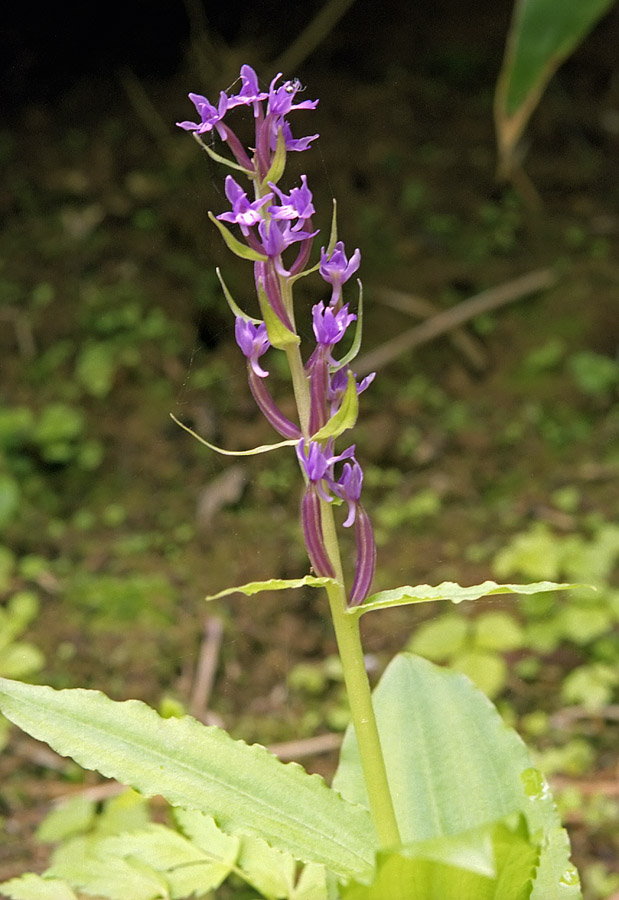 Image of Neolindleya camtschatica specimen.