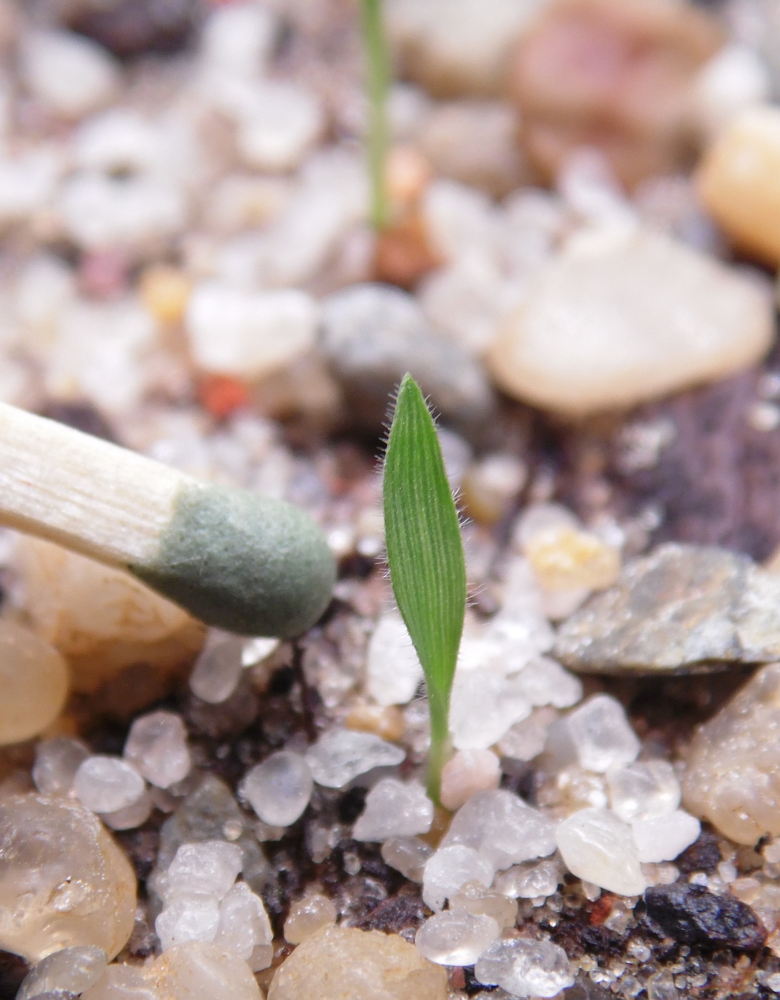 Изображение особи Melinis nerviglumis.