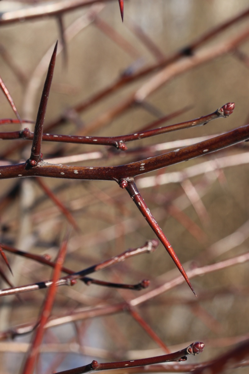 Image of Crataegus persimilis specimen.