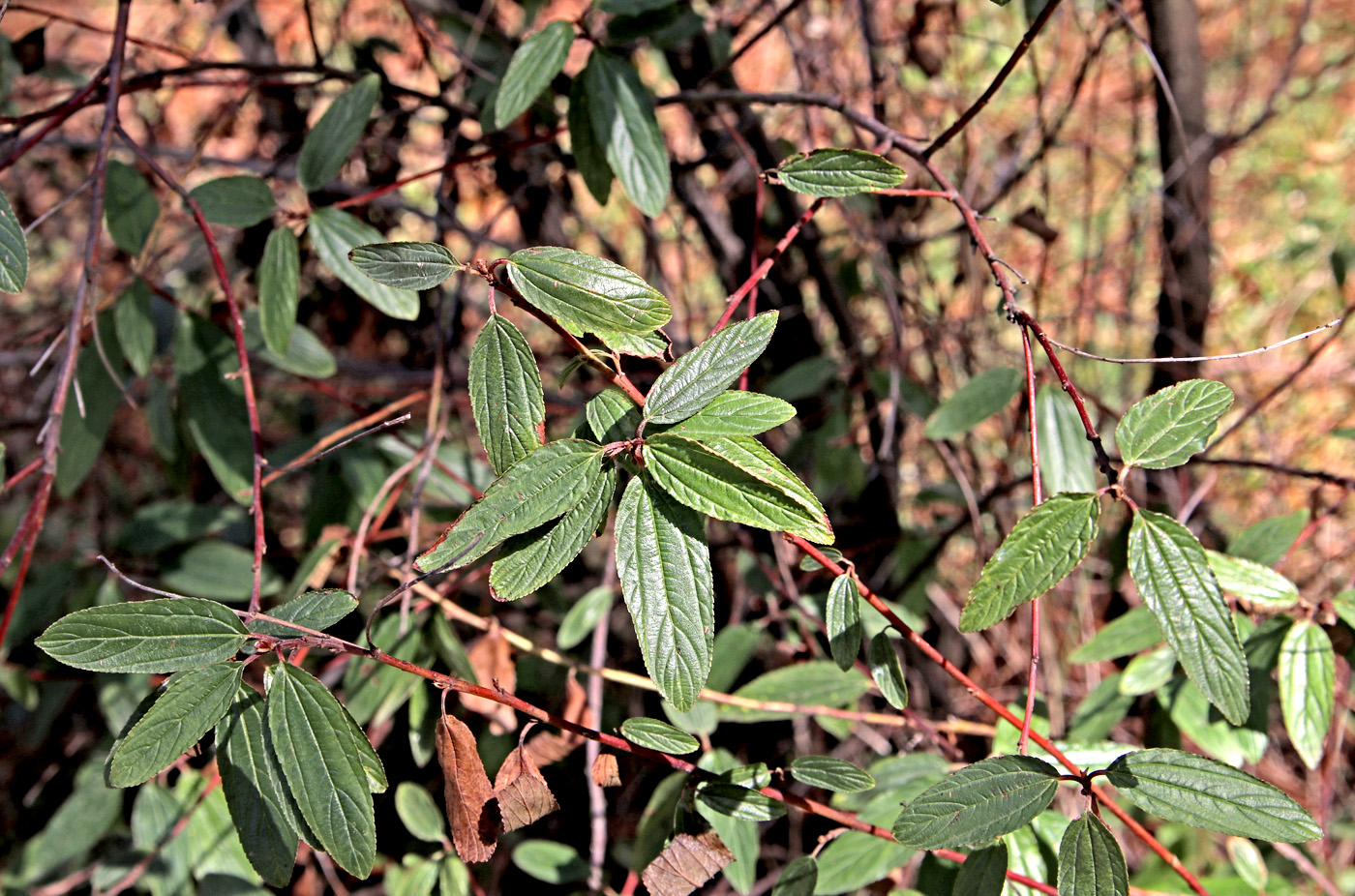 Image of Ceanothus thyrsiflorus specimen.