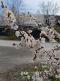 Armeniaca vulgaris. Ветвь с цветками. Волгоград, ул. Городовикова. 12.04.2026.