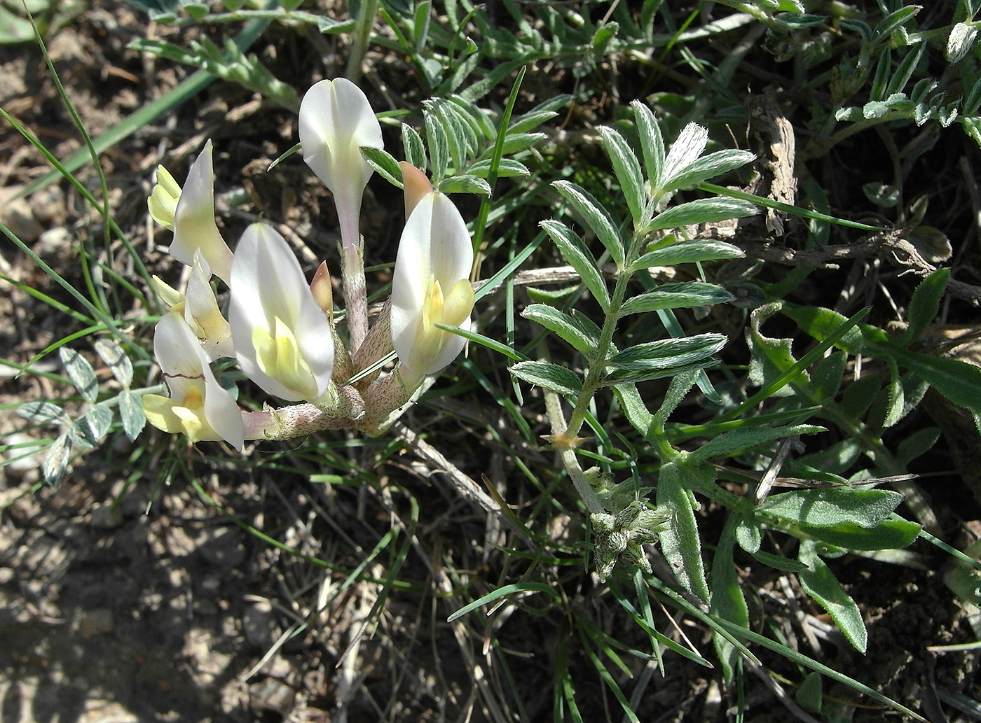 Image of genus Astragalus specimen.