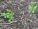Euonymus europaeus. Молодые растения. Волгоград, берег Волго-Донского канала, между шлюзами №№ 2 и 3, на склоне долины рукотворного ручья. 23.04.2025.