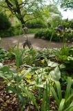 Fritillaria affinis. Цветущие растения. Санкт-Петербург, Ботанический сад Петра Великого БИН РАН, в культуре. 19.05.2026.