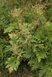 genus Heracleum. Плодоносящее растение на газоне. Мурманск, газон перед школой 23. 20.08.2008.