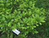 Magnolia stellata. Ветви с листьями. Волгоград, Волгоградский региональный ботанический сад. 23.05.2026.