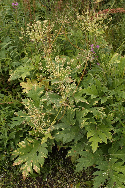Image of genus Heracleum specimen.