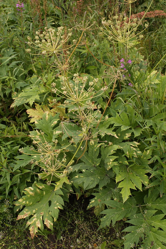 Изображение особи род Heracleum.