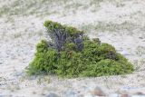 Juniperus rigida subspecies litoralis. Вегетирующее растение. Приморский край, Лазовский р-н, Лазовский запов., берег бухты Просёлочная, песчаная морская терраса. 13.06.2026.