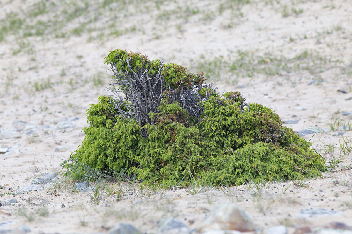 Image of Juniperus rigida ssp. litoralis specimen.