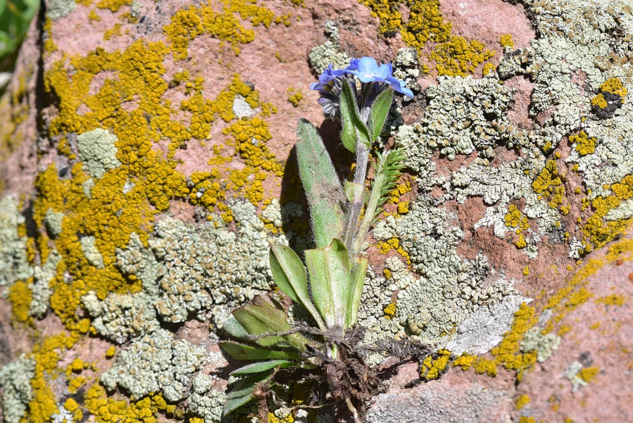Изображение особи род Myosotis.