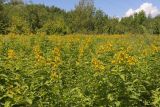 Lysimachia vulgaris. Аспект цветущих растений. Крым, Севастополь, Байдарская дол., окр. с. Орлиное. 11.07.2026.